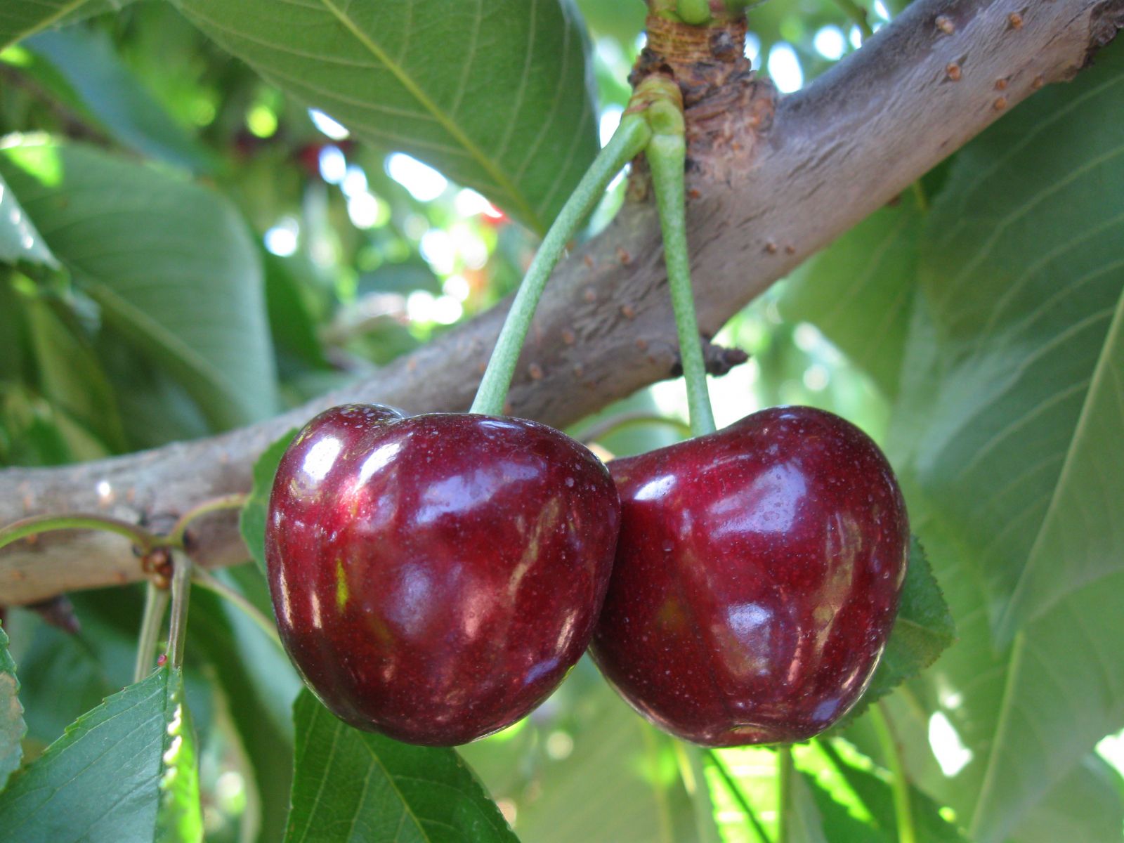 Cherry Varieties BC Tree Fruit Production Guide